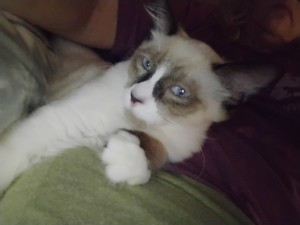 Photo of Bandit