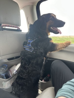 Photo of Sirius