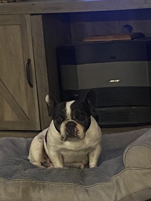 Photo of Luna