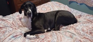 Photo of Zuri