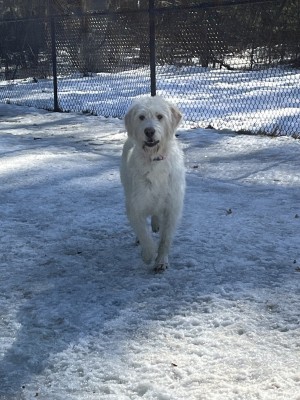 Photo of Gracie