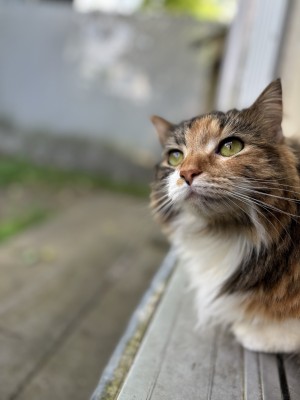 Photo of Skye