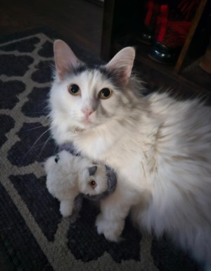 Photo of Luna