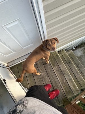 Photo of Cooper
