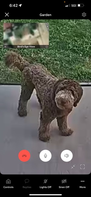 Photo of Moose