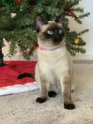 Photo of Princess