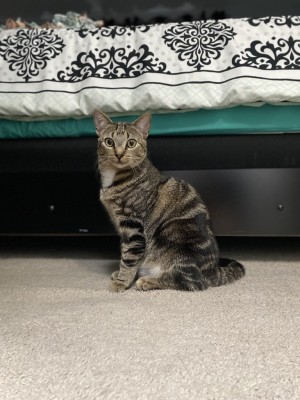 Photo of Bentley