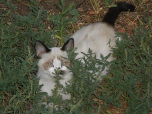Photo of 2 Unnamed 9-week--old Kittens