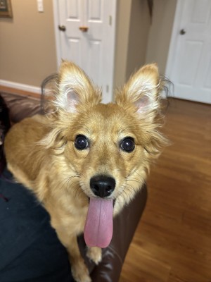 Photo of Foxy