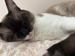 Photo of Pearl