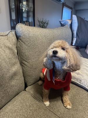 Photo of Pippa