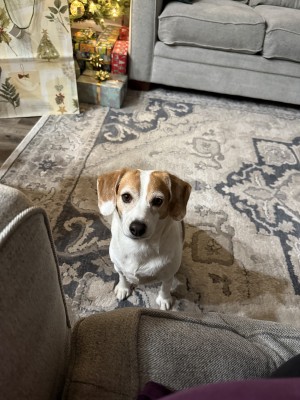 Photo of Bailey
