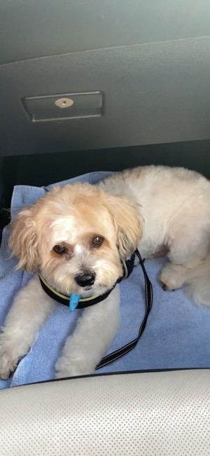 Photo of Dexter