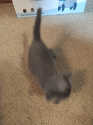 Photo of Popeye