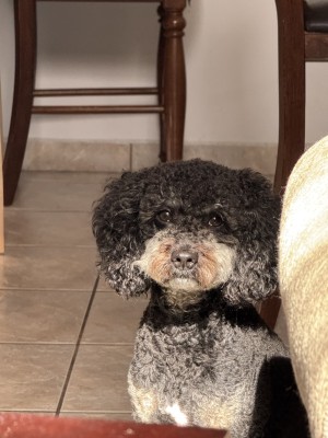 Photo of Toby