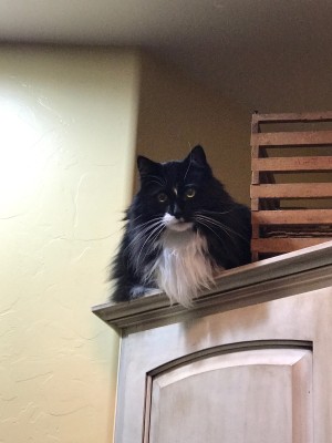 Photo of Mister Bond