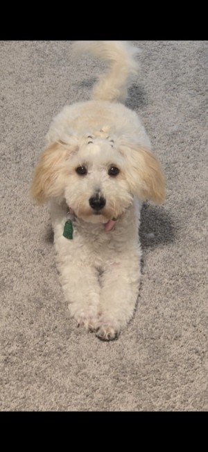 Photo of Lola