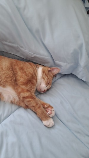 Photo of Juniper