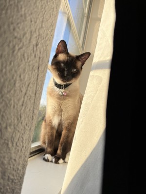 Photo of Miso