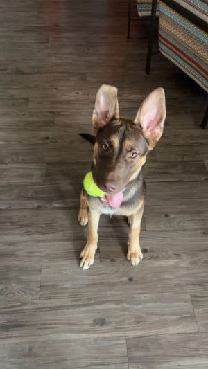 Photo of Beau