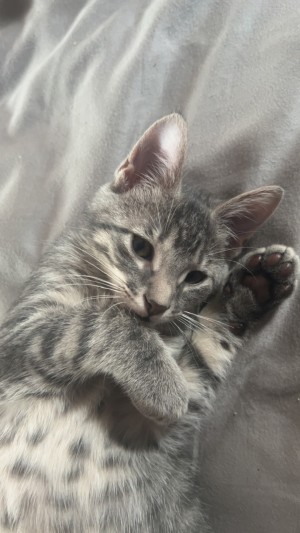 Photo of Cass