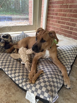 Photo of Auggie