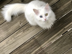 Photo of Millie