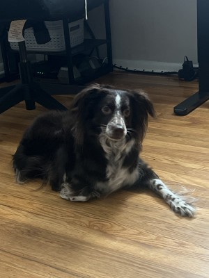 Photo of Nova