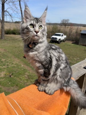 Photo of Ollie