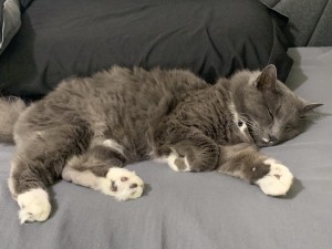 Photo of CJ