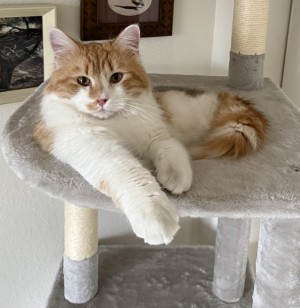 Photo of Merlin