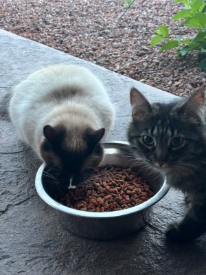 Photo of Hazel & Stormy
