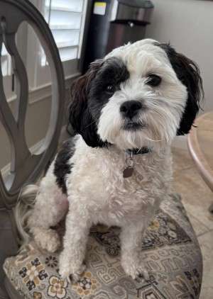 Photo of Scout