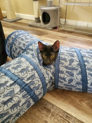 Photo of Binx