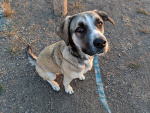Photo of Bullet
