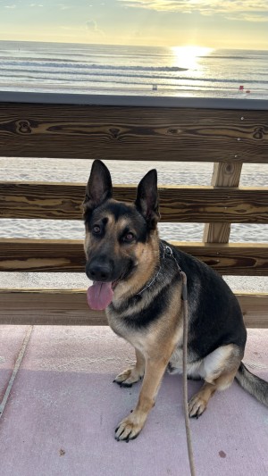 Photo of Scout