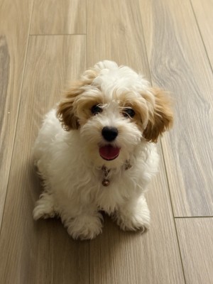 Photo of Bori