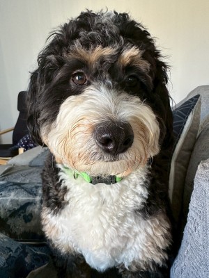 Photo of Marli
