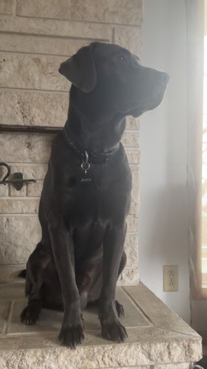 Photo of Astro