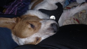 Photo of Chance
