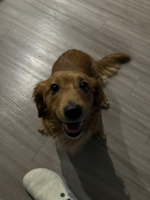 Photo of Willow