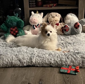 Photo of Harley