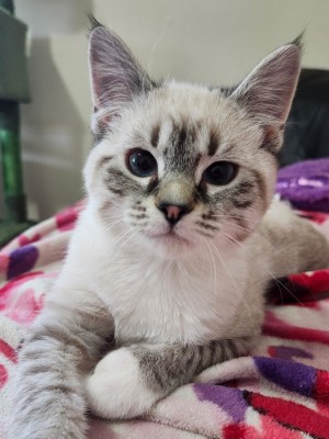 Photo of Blueberry