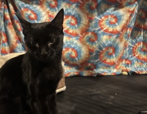 Photo of Ophelia