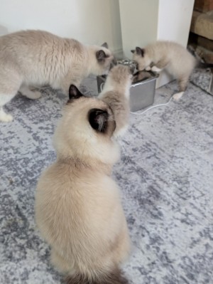 Photo of Kittens