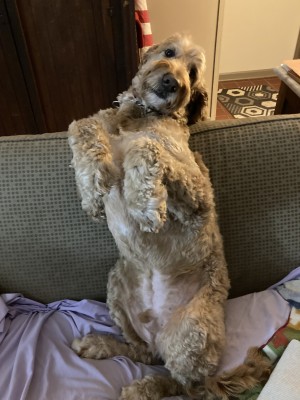 Photo of Colby Jack (“CJ”)
