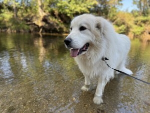 Photo of Ranger