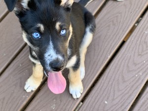 Photo of Sierra