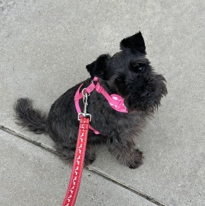 Photo of Pepper