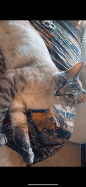 Photo of Snowball